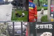 拉布拉多为什么爱咬人？（探索拉布拉多咬人行为的原因与解决方法）