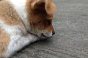 狗狗领养中心（多样化的狗狗品种，无条件的爱与陪伴）