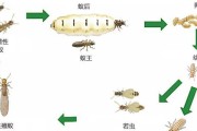 巨型金吉拉兔的饲养方法（打造健康可爱的金吉拉兔养殖园）