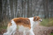 苏俄猎狼犬的饲养方法（一步步教你成为合格的苏俄猎狼犬主人）