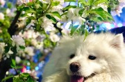 如何让你的萨摩犬增重？（为你的宠物提供均衡的饮食，帮助它增加体重）