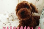 揭秘博美幼犬粪便的秘密（从颜色到形状，一次了解博美幼犬粪便的健康指标）