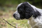 如何饲养不列塔尼猎犬（全面了解不列塔尼猎犬的饲养需求）