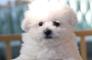 幼犬疫苗接种计划及注意事项（健康犬只的关键——定期接种疫苗）