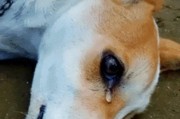 狗狗离世后的合适埋葬时间（狗狗死后多久可以进行埋葬，时间选择的重要性）
