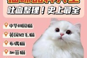 新手适合养什么品种的猫？（选择适合新手的猫咪品种有哪些）