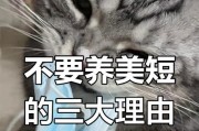 养猫须知（美短猫养护指南，让你的猫咪健康快乐）