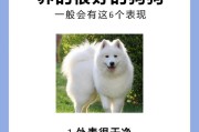 为什么以博美犬是很好养的选择？（8个原因证明它真的很适合饲养）