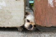 狗狗扒门的原因及解决方法（探寻狗狗扒门背后的原因，提供有效的解决方法）