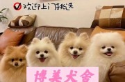 如何让你的博美健康成长？（多大才能喂成犬？）