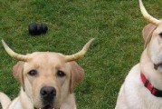 如何应对拉布拉多犬的破坏行为（宠物教育，预防犬只祸害）