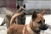 狼犬世界的壮阔舞台（揭秘不同狼犬品种的命名规则与背后的文化寓意）