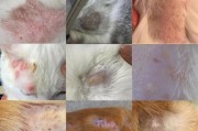 如何有效预防和治疗泰迪犬皮肤病（掌握正确护理方法，宠爱你的泰迪宝贝）