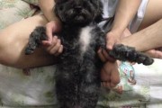 狗狗怀孕的黑色物质之谜（揭开狗狗怀孕时出现黑色分泌物的原因及处理方法）