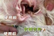 选择适合狗狗的洗耳液，宠物健康必备（探寻市场上品质最佳的狗狗洗耳液，为你的宠物提供最好的保护）