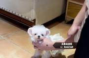 茶杯贵宾犬定型的时间和方法（探索茶杯贵宾犬定型的最佳时机和训练技巧）