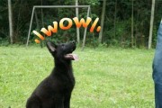 养牧羊犬的注意事项（关爱牧羊犬的饮食与生活）