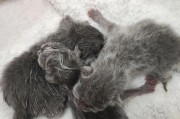 猫咪怀孕期长短与小猫出生时间的关系（揭秘猫咪怀孕周期及繁殖特点，了解小猫成长过程中的重要阶段）