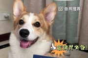 怎样护理患有感冒的柯基犬（柯基犬感冒应对策略及护理方法）