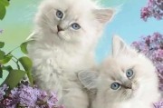 猫咪成年需要多久一次？（探索猫咪成年周期及相关影响）