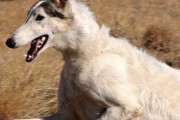 苏俄猎狼犬饲养全攻略（了解适应性强的苏俄猎狼犬，做一个好的主人）