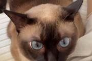 猫屁股上的白色东西究竟是什么？（揭秘猫咪屁股上的白色分泌物及其意义）