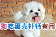 狗狗补钙食物大全（了解狗狗补钙的最佳选择，为你的爱犬提供均衡的营养）