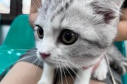 国产猫疫苗——守护你的爱宠健康（选择适合的国产猫疫苗，为猫咪提供全面保护）