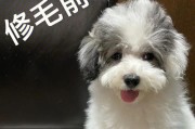 揭秘狗狗毛变颜色的原因（探索毛色转变的奥秘，为何狗狗变个颜色？）