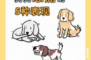 狗狗不吃东西怎么办？（探究狗狗不吃东西的原因及解决方法）