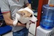 干母狗准备什么东西？（照顾即将到来的幼犬的必备物品清单）