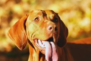 探秘维兹拉犬（一起了解维兹拉犬的历史、特征和饲养之道）