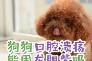 狗狗口腔溃疡的治疗方法及药物推荐（全面了解狗狗口腔溃疡的治疗方法和使用药物的注意事项）