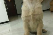 狗为何长有狼爪？（探寻狗狼爪的起源与功能）