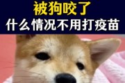 宠物咬人无大碍，（了解常见宠物咬伤情况及处理方法）