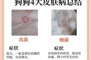 狗得皮肤病的原因及预防措施（探究狗为什么容易得皮肤病以及如何保护它们的皮肤健康）