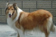 幼犬换毛，一种成长的信号（探秘幼犬换毛周期，了解它的变化和需求）