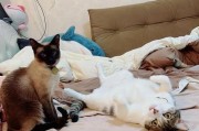 以猫体检X光，探寻身体的秘密（猫咪健康检查的必不可少工具）