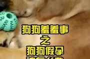 揭开假孕的谜团（深入探讨假孕的成因及可能的影响）