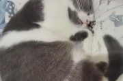 猫咪服用安眠药能够促进排尿的原因（探究猫咪服用安眠药后能够顺利排尿的奥秘）
