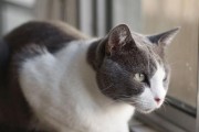 猫疫苗——守护爱宠健康的关键（全面接种猫疫苗，预防常见猫病）