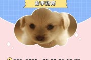 如何正确养护幼犬到家（关爱幼犬健康成长的养护指南）