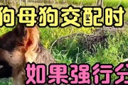 狗狗交配（交配时长、关键因素和繁殖成功率的综合分析）