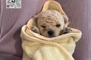 探索泰迪狗的多彩世界（从毛色到个性，泰迪狗的魅力无限）