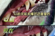 狗狗坏牙（了解狗狗坏牙的危害及预防措施）