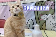 宠物猫是否可以使用人的沐浴露？（了解猫咪沐浴的常见问题及解决方法）