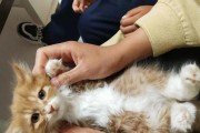 寻找一只温暖的家（为您介绍领养猫咪的可靠来源，带您走进快乐的领养之旅）