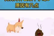 狗的通灵能力（探索狗与灵性之间的神秘联系）