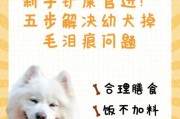 新手铲屎官的幼犬饲养指南（宠爱初心人人有责，如何细心照料你的小狗）