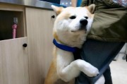 如何正确抱狗狗（宠物护理技巧，轻松学会抱狗的正确姿势）